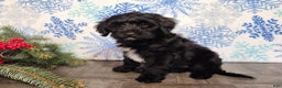 Mini Bernedoodle dogs for sale: Grace - Ad 9