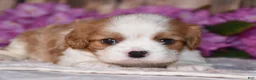 Cavalier King Charles Spaniel dogs for sale: Lynx - Ad 3