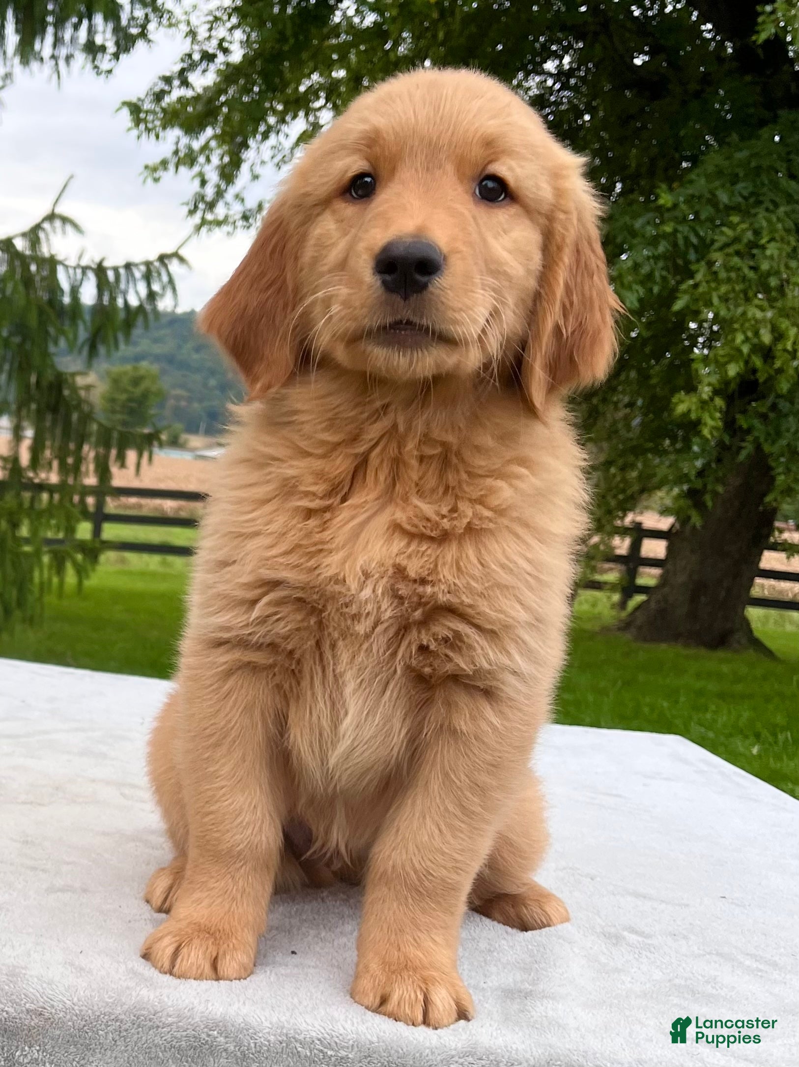 Golden Retriever dogs Jet - Ad 1
