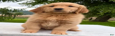 Jet