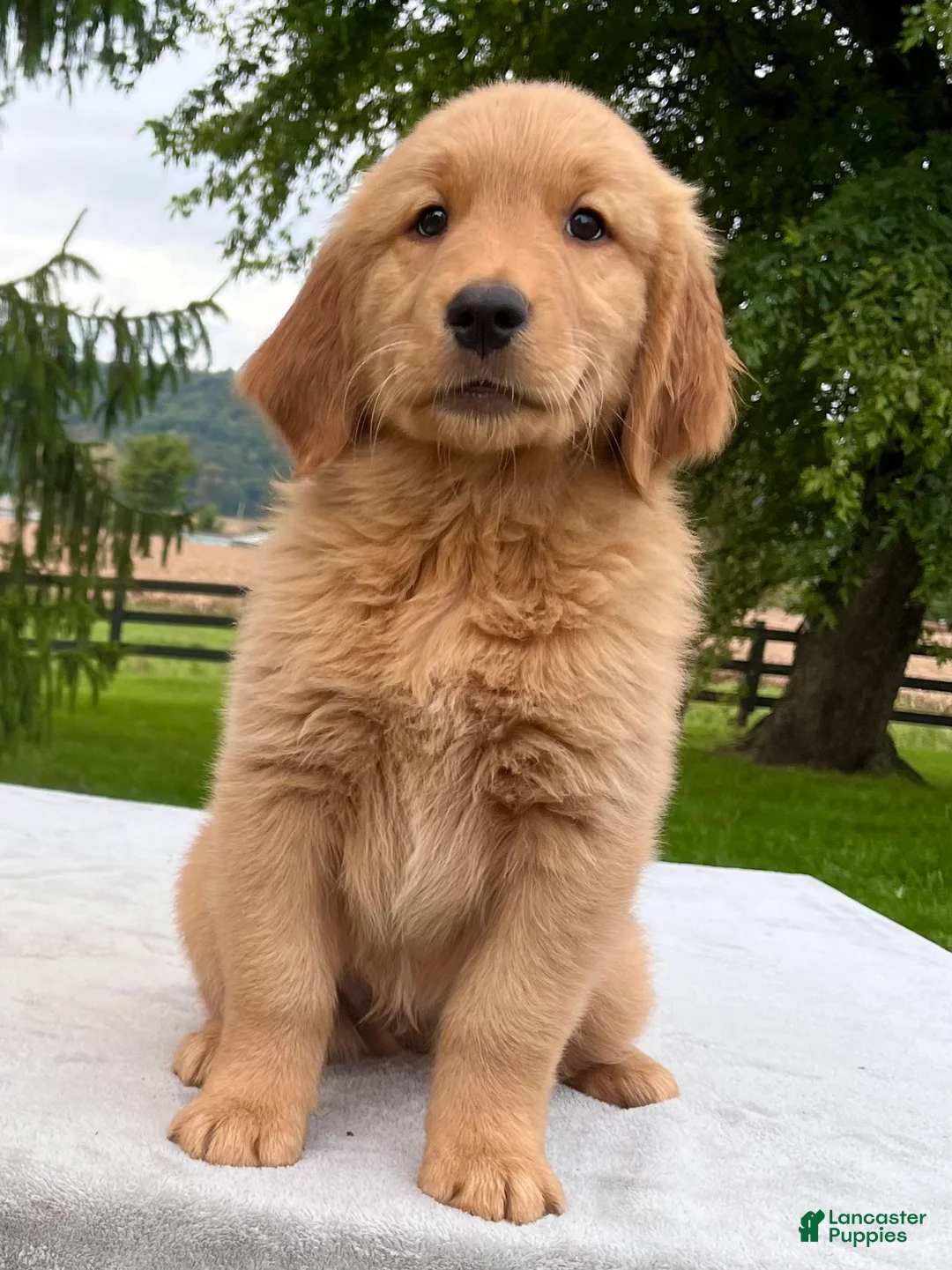 Golden Retriever dogs for sale: Jet - Ad 1
