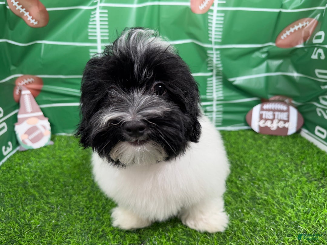 Havanese dogs for sale: Havanese Puppy 1 - Ad 11