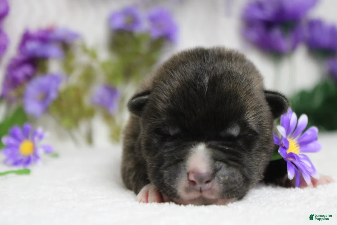 Akita dogs for sale: Braeburn - Ad 1