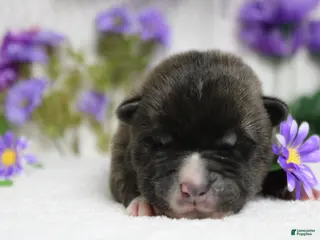 Akita dogs Braeburn - Ad 4