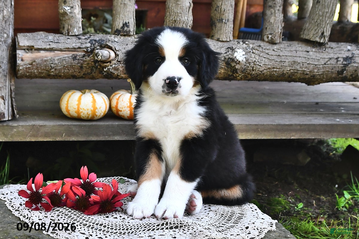 Mixed Breed dogs Randy - Ad 1