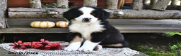 Mixed Breed dogs for sale: Randy - Ad 3