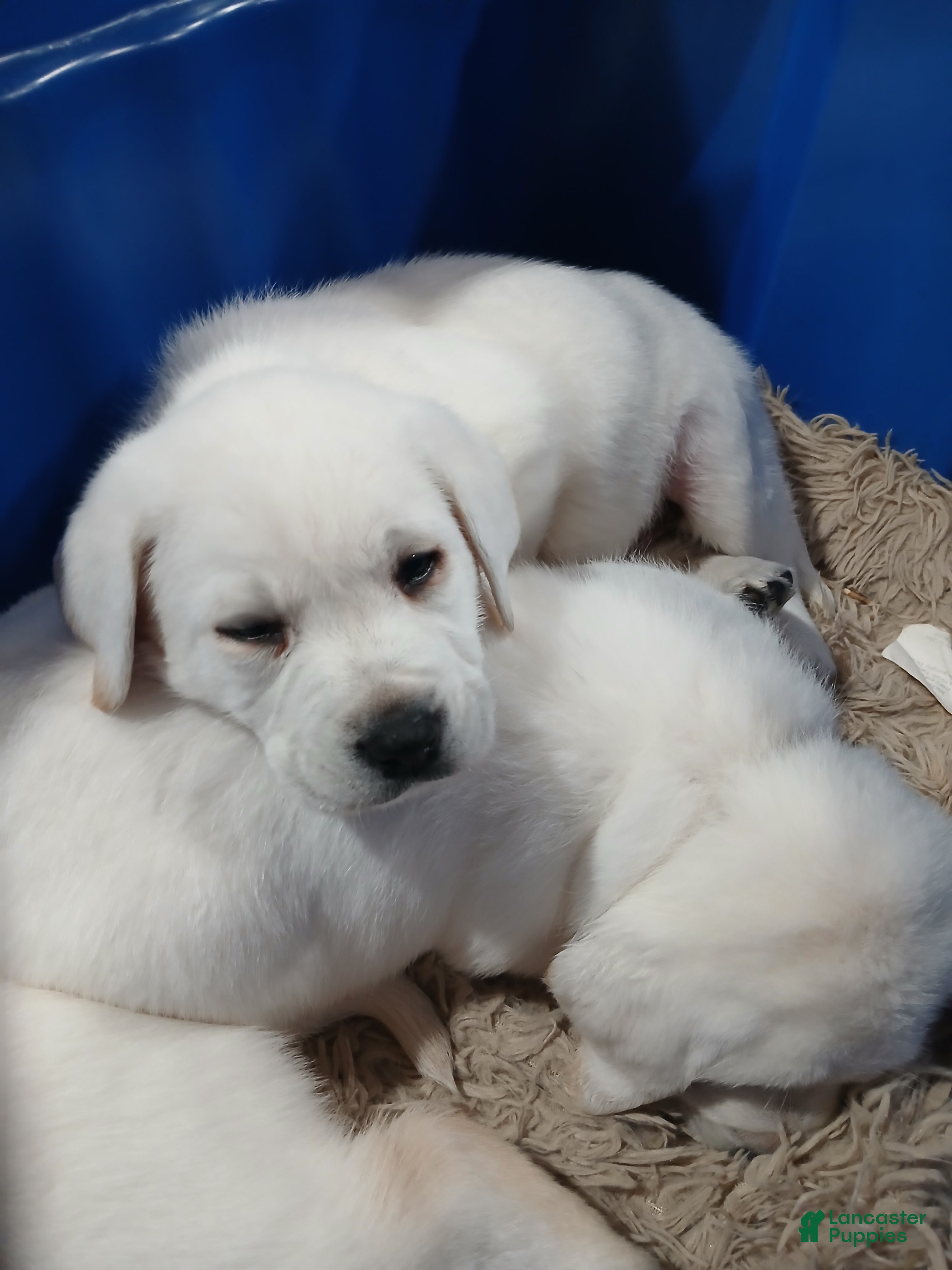 Labrador Retriever dogs Titan - Ad 1