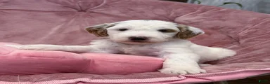 Skye