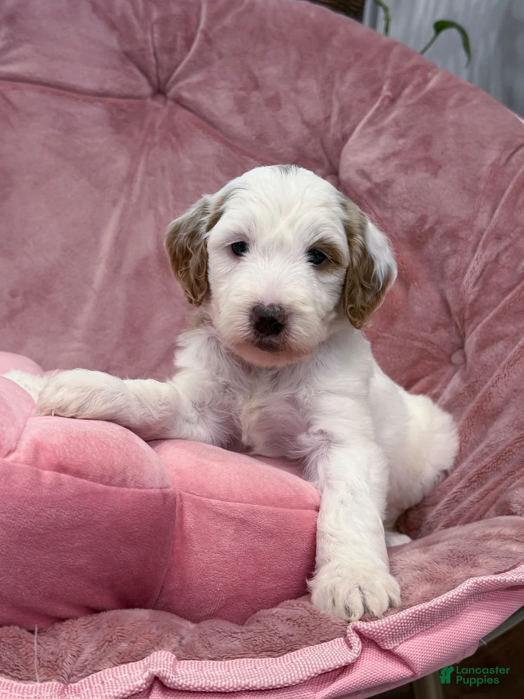 Goldendoodle dogs for sale: Skye - Ad 1