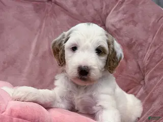 Goldendoodle dogs Skye - Ad 11