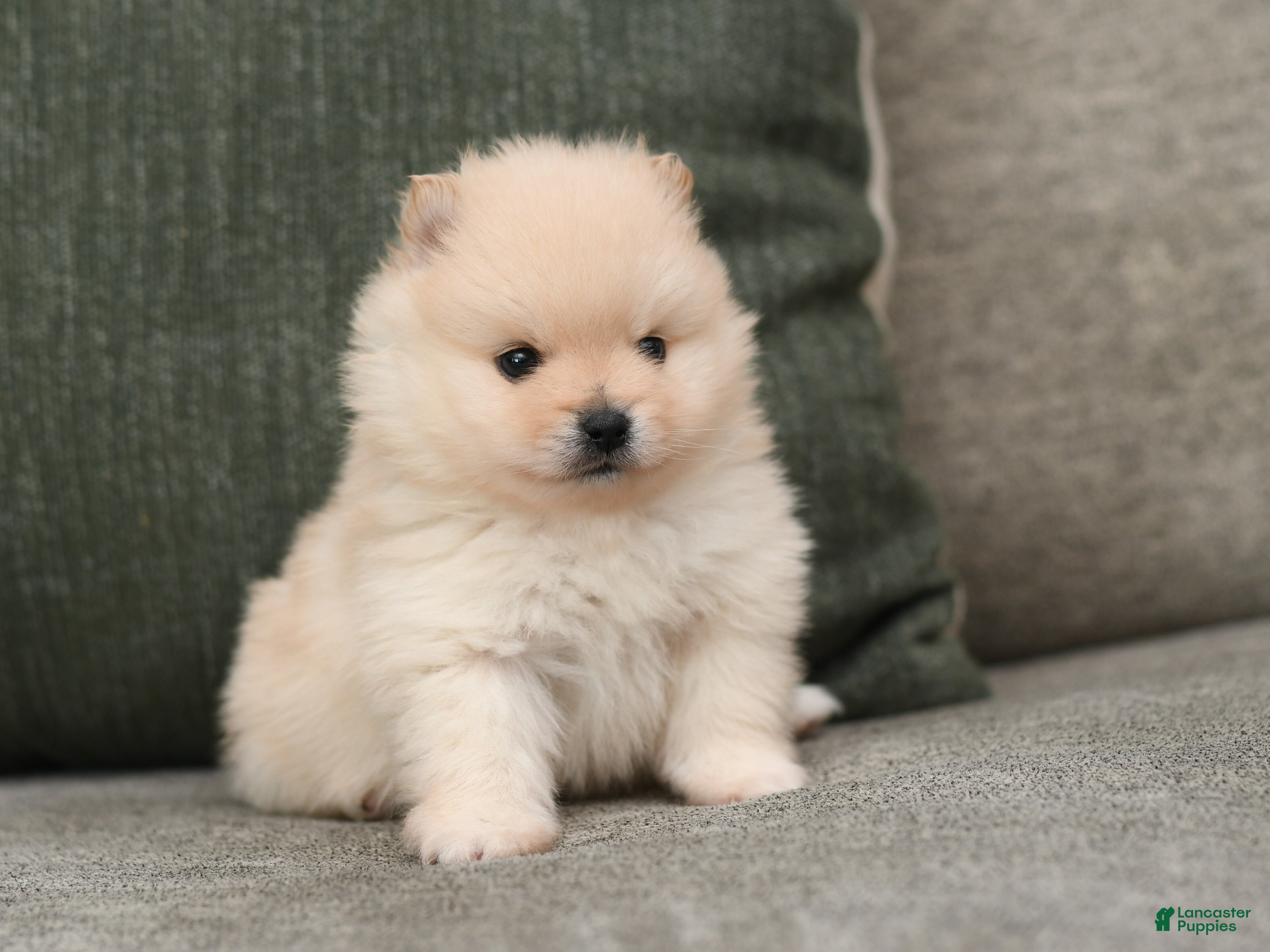 Pomeranian dogs Jack - Ad 2