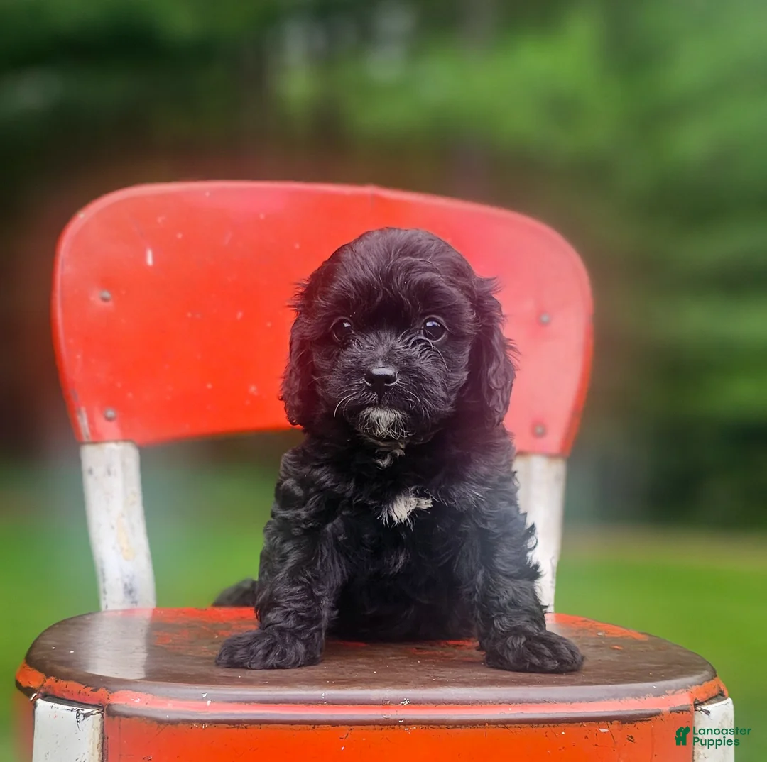 Cavapoo dogs for sale: Midnight  - Ad 1