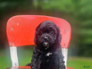 Cavapoo dogs for sale: Midnight - Ad 3