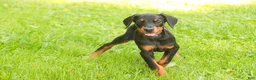 Doberman Pinscher dogs for sale: Reverie - Ad 7