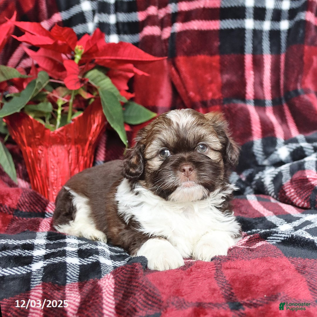 Mixed Breed dogs for sale: Diamond - Ad 1