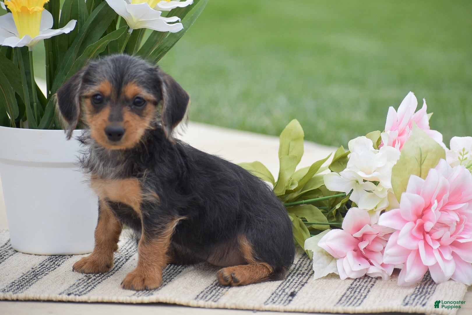 Dorkie dogs Lilly - Ad 1