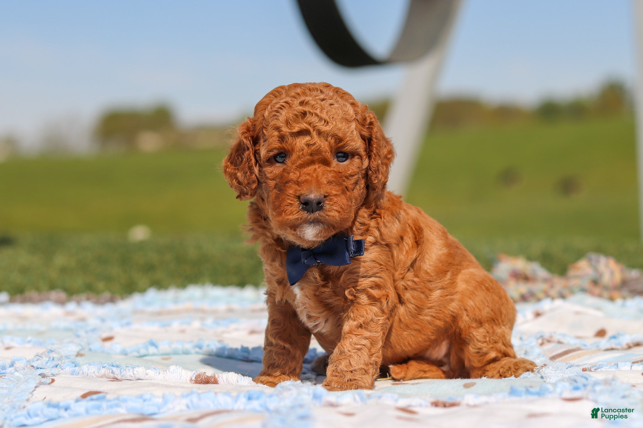 Mini Goldendoodle dogs Carter - Ad 1