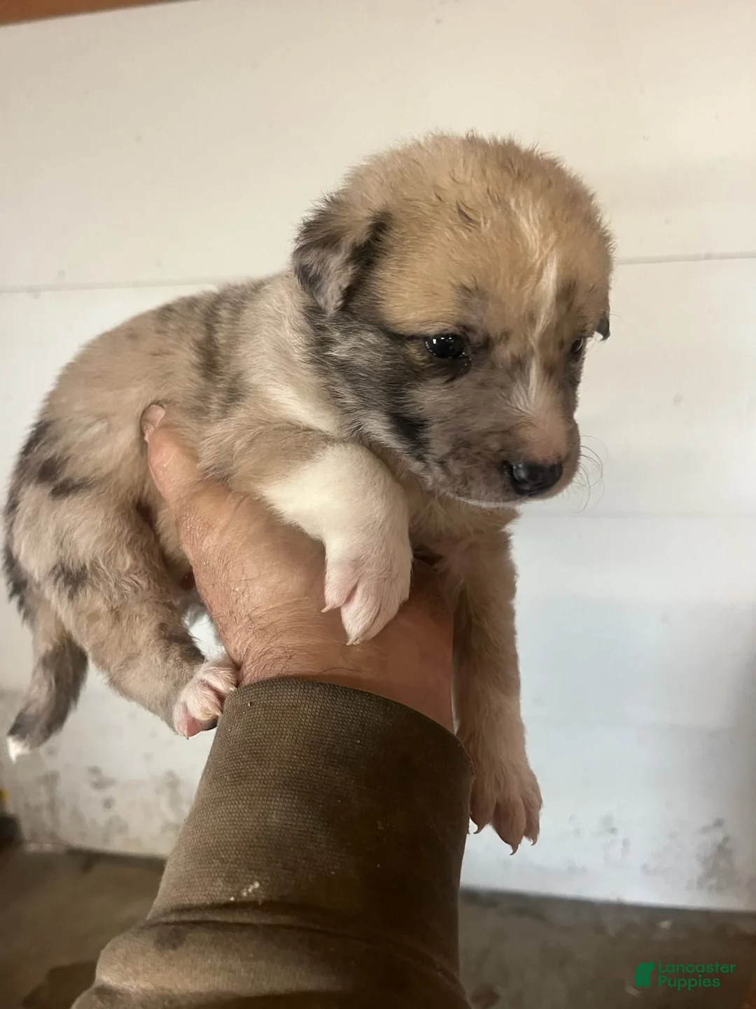 Mixed Breed dogs for sale: Mixed Breed Puppy 2 - Ad 1