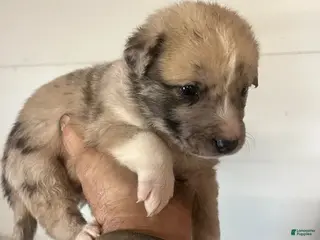 Mixed Breed dogs Mixed Breed Puppy 2 - Ad 4