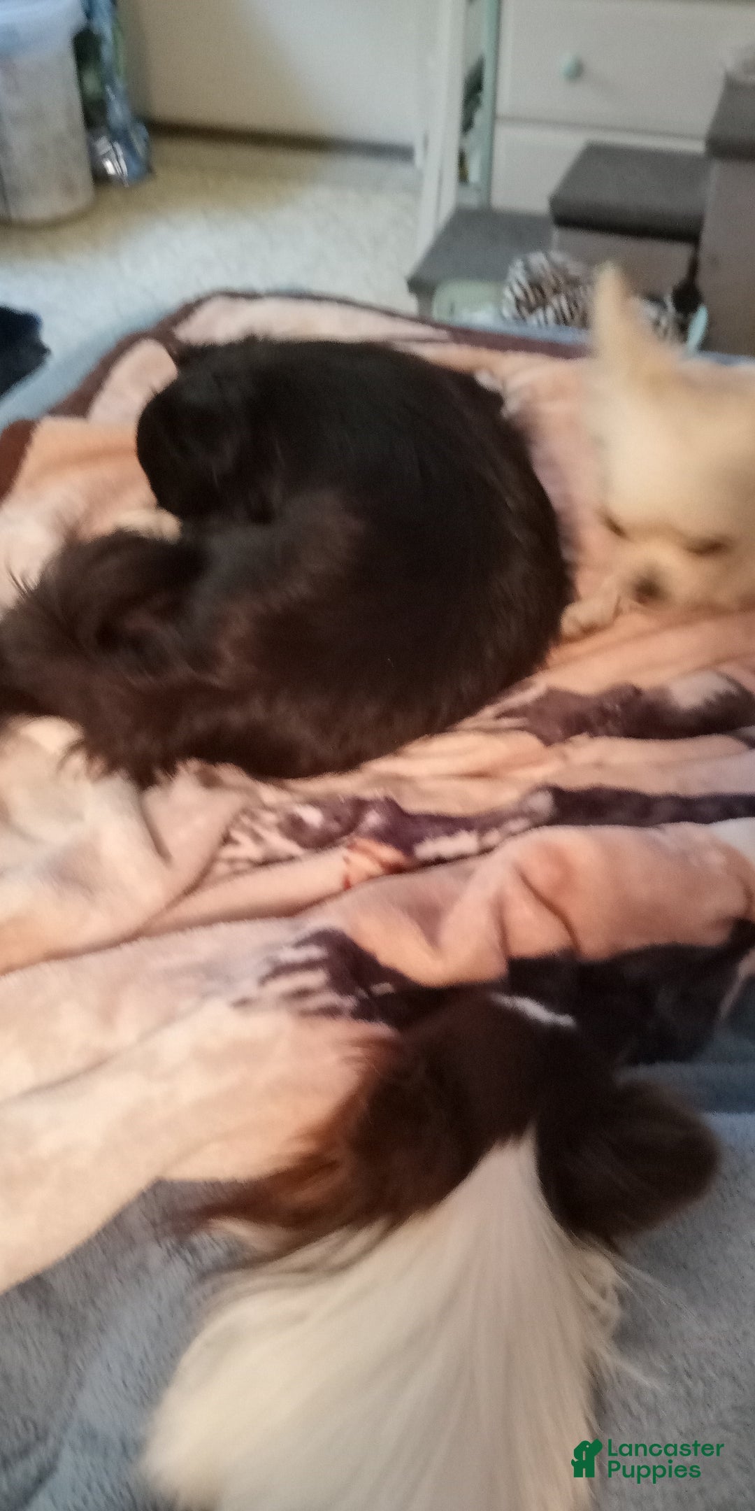 Chihuahua dogs for sale: Chihuahua adult female - Ad 1