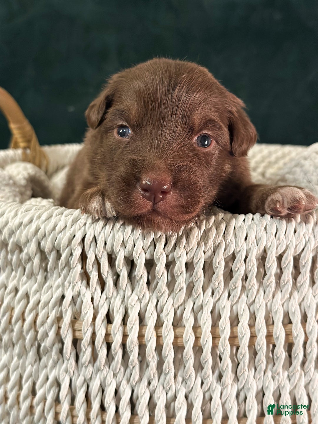 Australian Shepherd dogs for sale: Red Tri Male (Frankie) - Ad 1