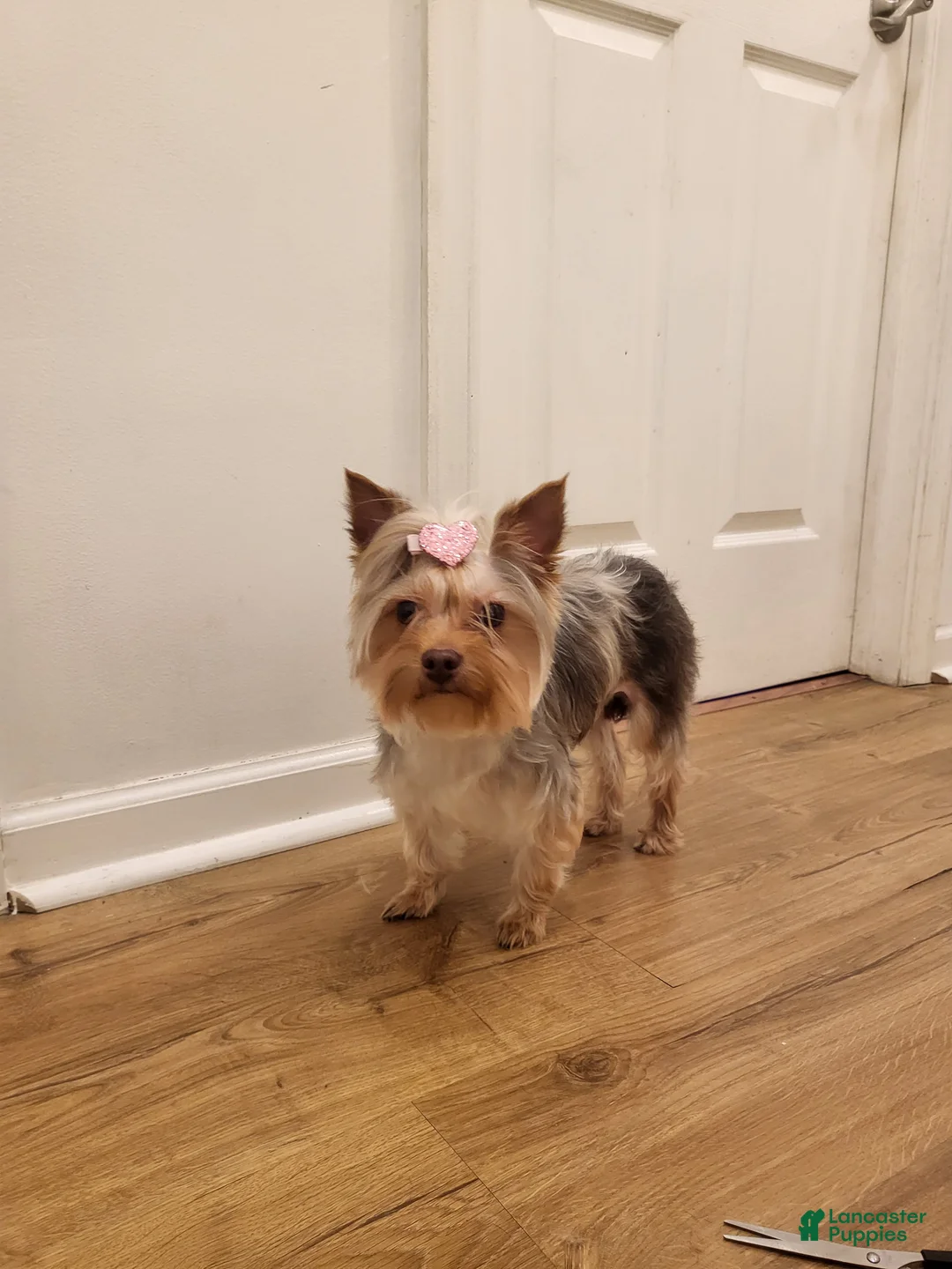Yorkshire Terrier dogs for sale: Harvey  - Ad 3
