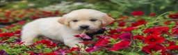 Golden Retriever dogs for sale: Burnell - Ad 14