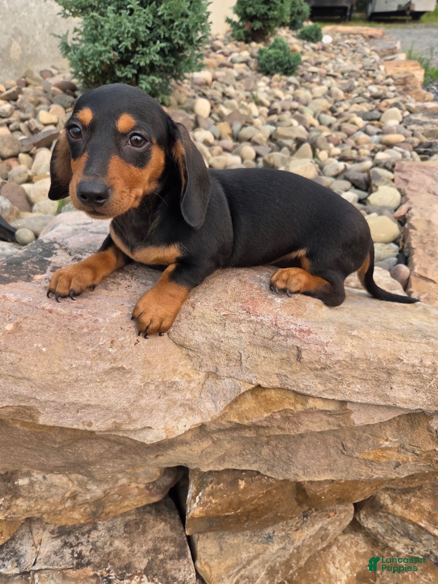 Miniature Dachshund dogs IGOR - Ad 2