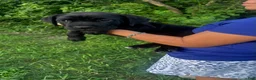 Cane Corso dogs for sale: Cane Corso 1 - Ad 2