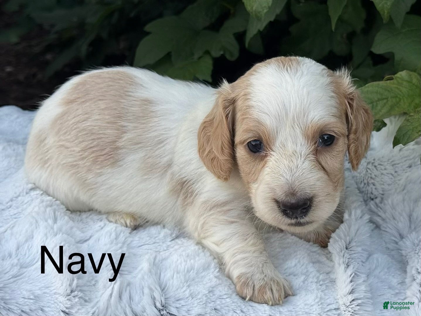Miniature Dachshund dogs Navy - Ad 1