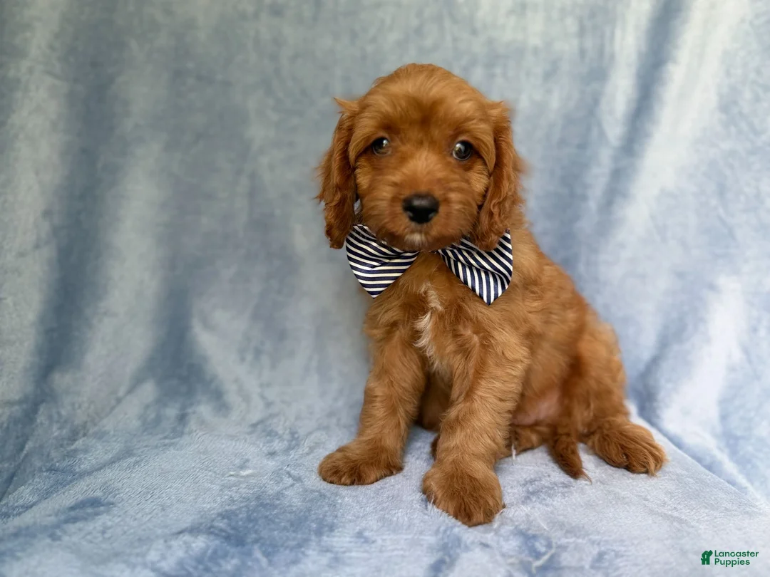 Cavapoo dogs for sale: Moose - Ad 2
