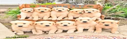 Golden Retriever dogs for sale: Dawson - Ad 5