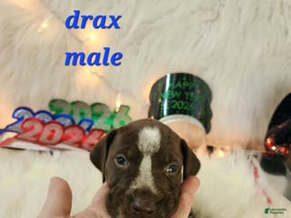 German Shorthaired Pointer dogs Drax - Ad 40