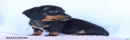 Miniature Dachshund dogs for sale: Samson - Ad 4