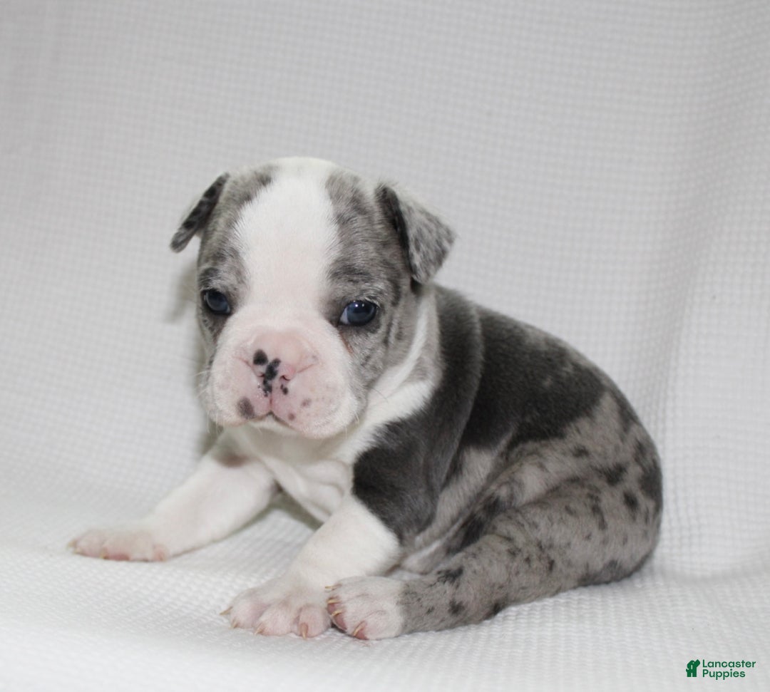 Frenchton dogs for sale: Tucker - Ad 2