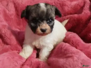 Havanese dogs Roxy-Female - Ad 2