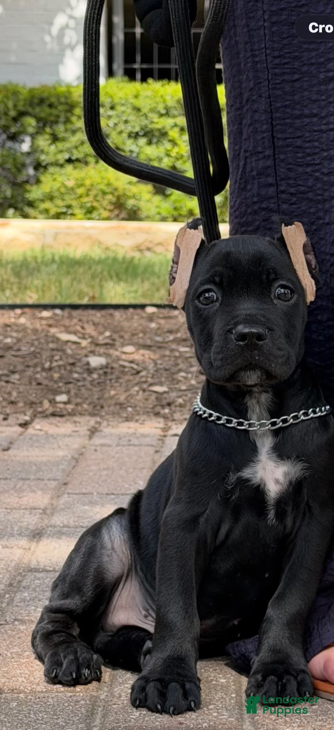 Cane Corso dogs for sale: Cane Corso 1 - Ad 2