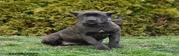 Cane Corso dogs for sale: Penny - Ad 1