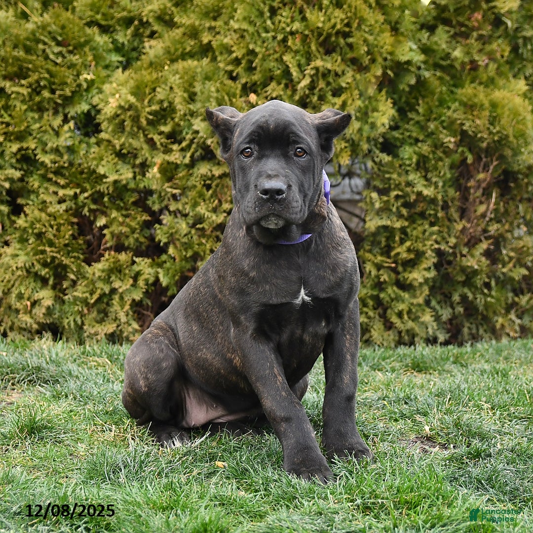 Cane Corso dogs for sale: Penny - Ad 1