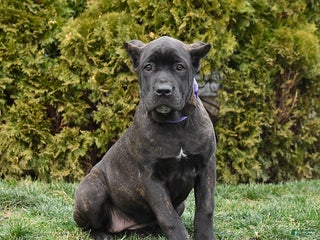 Cane Corso dogs Penny - Ad 3