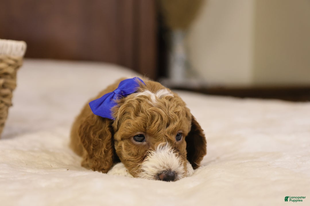 Goldendoodle dogs for sale: Ralphie - Ad 9