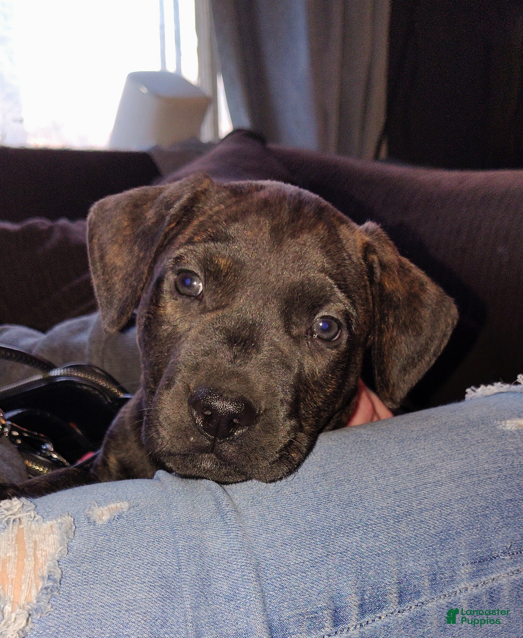 Mixed Breed dogs for sale: Bear  - Ad 3