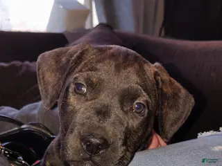 Mixed Breed dogs Bear - Ad 26