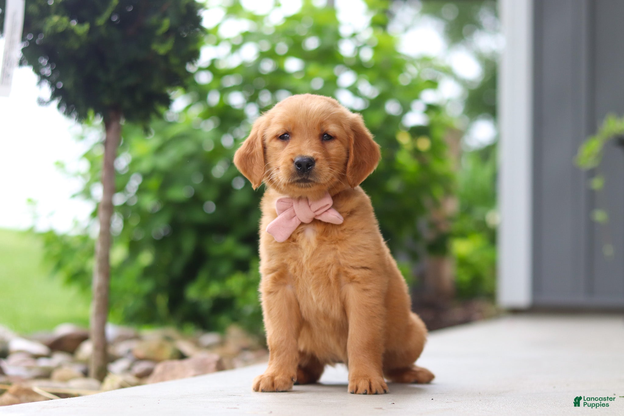 Golden Retriever dogs Bailey - Ad 2