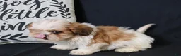 Shih Tzu dogs for sale: Buddy - Ad 9