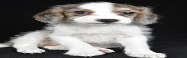 Judy