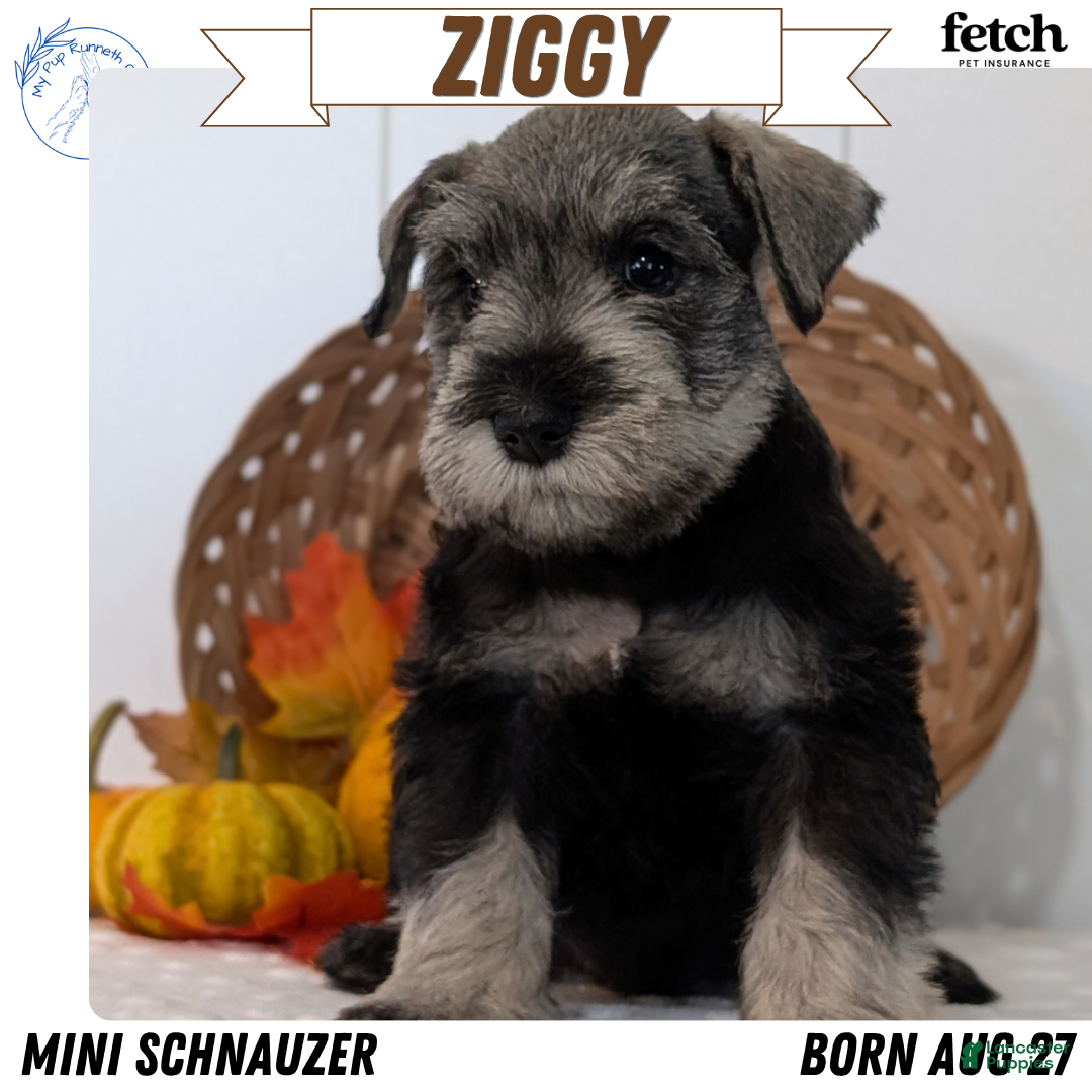 Miniature Schnauzer dogs Ziggy - Ad 1