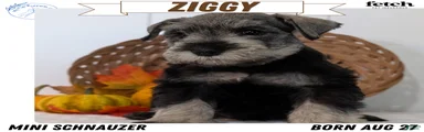 Ziggy