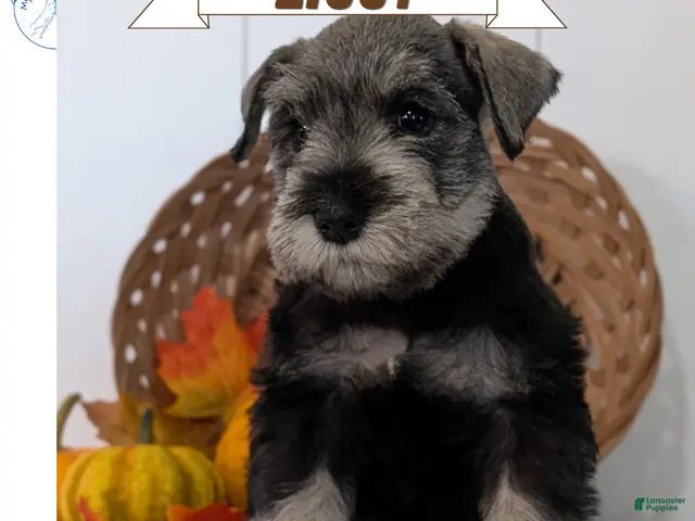 Miniature Schnauzer dogs for sale: Ziggy - Ad 1