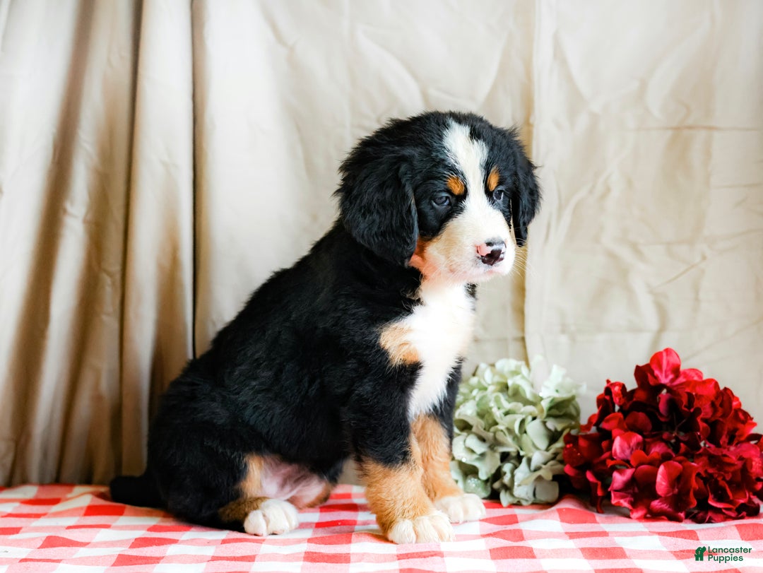 Bernese Mountain Dog dogs for sale: Max - Ad 3